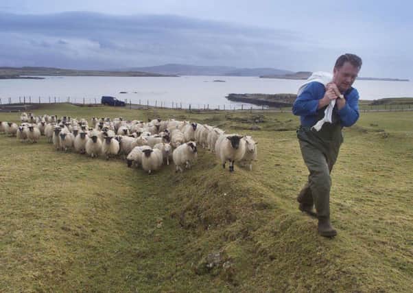 Skye crofter Dennis Munro leads his flock to feeding on his croft at Feorlig in 2000. Picture: Donald MacLeod