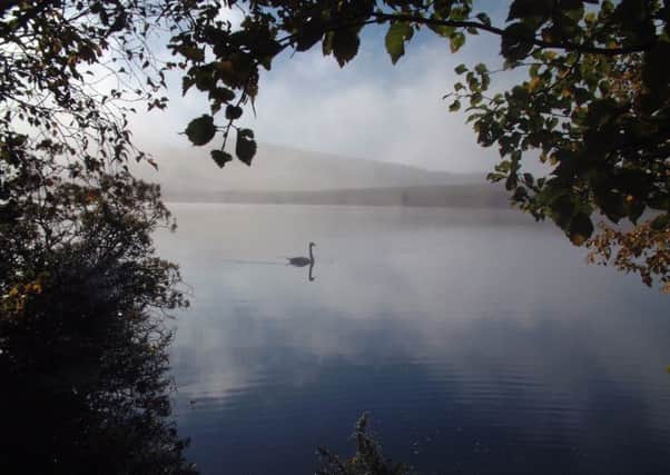 A swan emerges from the mist on Cauldshiels Loch