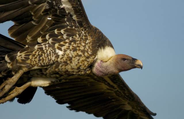 A new reserve could be created in Kenya to protect the Rueppell's vulture. Picture: Shiv Kapila/The Kenye Bird of Prey Trust