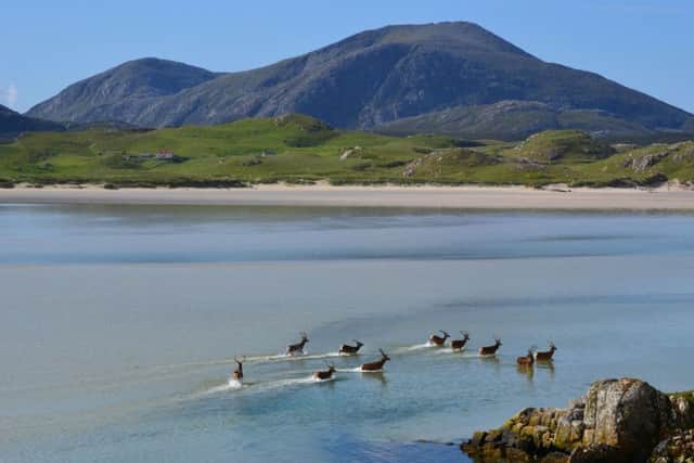 Deer go for a dip on the Isle of Lewis. Picture: David Martin
