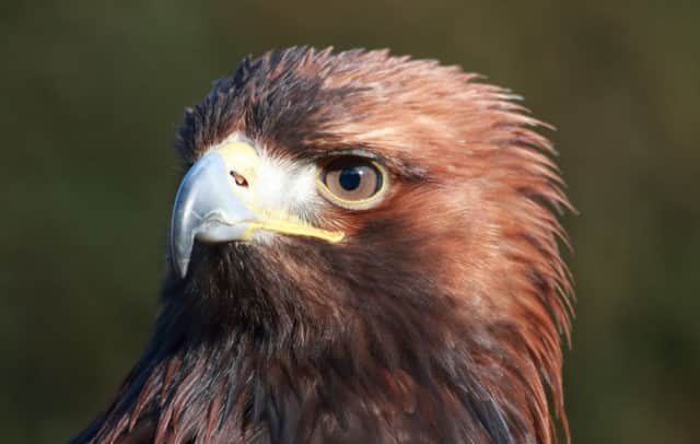 Odin the golden eagle hand-reared by Les Gibson. Picture: Hemedia