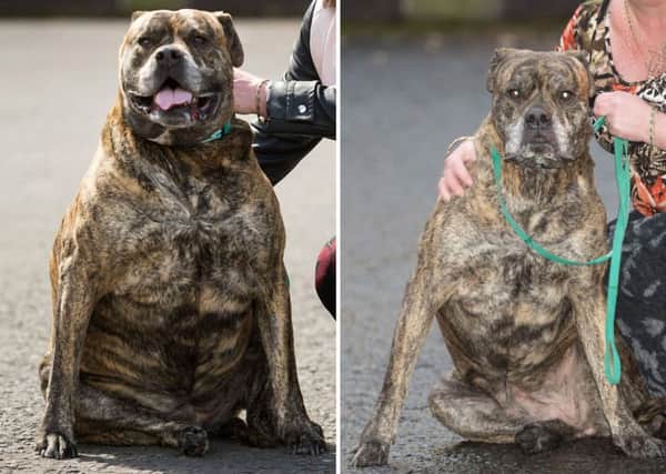 Before and after photos of Bullmastiff Kayla Picture: PDSA/PA Wire