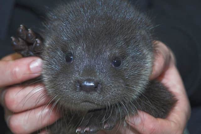 A 10-week old otter cub who was found on a doorstep in Kirkcudbright after becoming separated from its mother during heavy rain earlier this week. Picture: PA