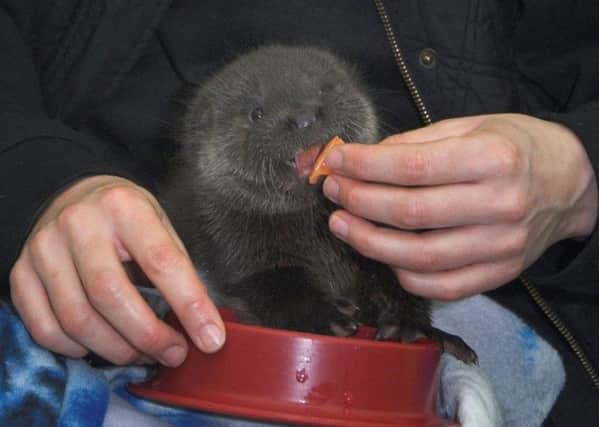 A 10-week old otter cub who was found on a doorstep in Kirkcudbright after becoming separated from its mother during heavy rain earlier this week. Picture: PA
