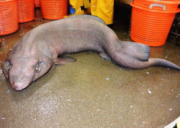 This female "Sofa shark", or False Catshark, was discovered off St Kilda earlier this year. Picture: HeMedia