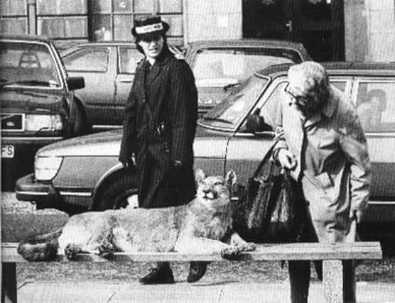 Felicity the Puma was a known attraction in Inverness after her capture in 1980. Image: Scotcats