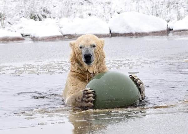 Arktos the polar bear playing with a ball. Picture: PA