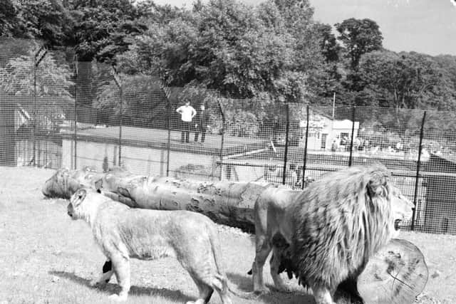 Calderpark Zoo - Glasgow - New lions den
