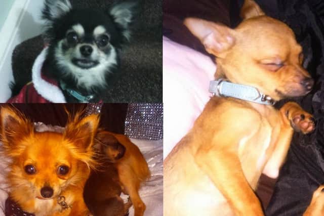 Prince, Princess and Coco. Picture: Victoria Brown