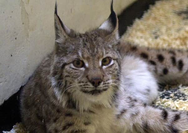 There are plans to reintroduce the lynx to the Scottish Highlands. Picture: PA