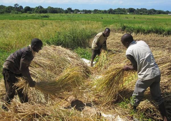 JTS launched a retail version of its rice product, farmed in Malawi