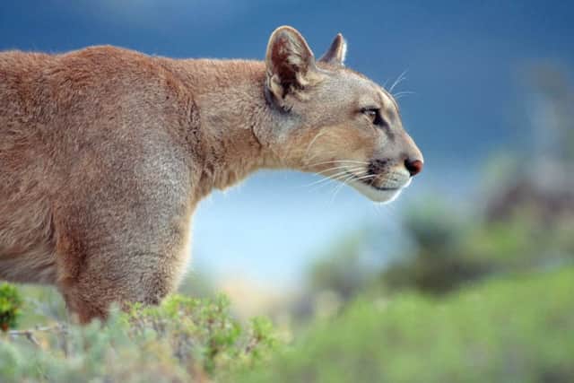 Wild Puma (Felis concolor patagonica) in  Southern Chile.