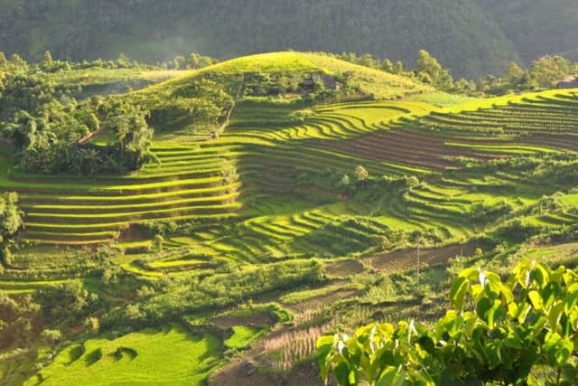 Terraced field in Sa Pa, in northern Vietnam. Picture: Wiki Commons