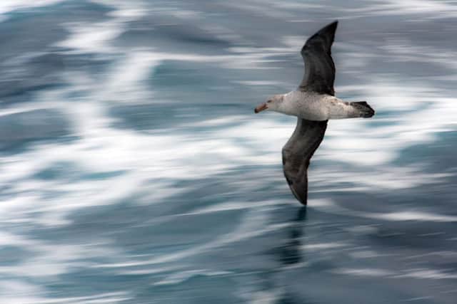 A Giant Petrel at sea, between the Falklands and South Georgia. Picture: PA