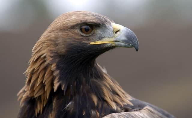 A number of golden eagles were illegally killed. Picture: Jane Barlow
