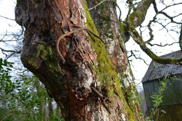 The Trossachs tree has swallowed a bike as it has grown. Picture: Mike Day
