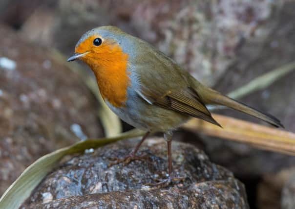 The robin redbreast, Britains most common bird, can suffer potentially fatal weight loss in cold winter nights, study found. Picture: AFP/Getty Images