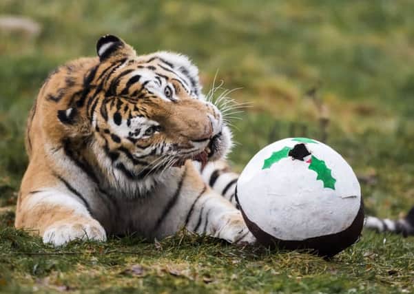 Marty the Amur tiger plays with a Christmas treat at the RZSS Highland Wildlife Park in Aviemore. Picture: Danny Lawson/PA Wire