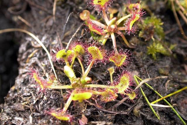 The insectivorous sundew favours the peatland habitat. Picture: Ian Rutherford