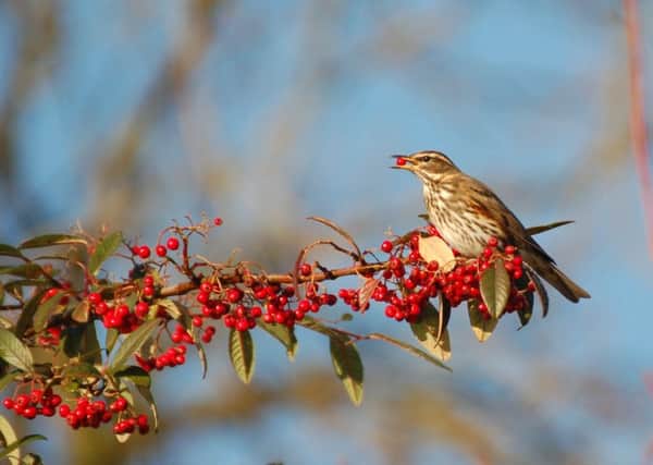 Even in winter, berries on hedges provide a valuable food for birds such as the redwing. Picture: TSPL
