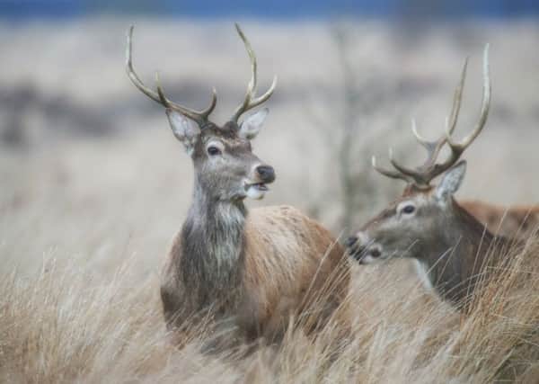 The SGA is calling on the Scottish Government to investigate claims that the John Muir Trust left the bodies of dozens of stags to rot on a Knoydart hillside. Picture: Hemedia