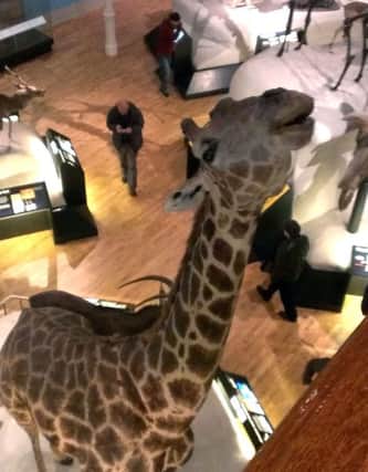 A tongue from a giraffe in the National Museum of Scotland was torn out by vandals. Picture: Lisa Ferguson