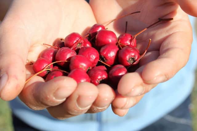 Cranberries offer a range of health beenfits. Picture: PA