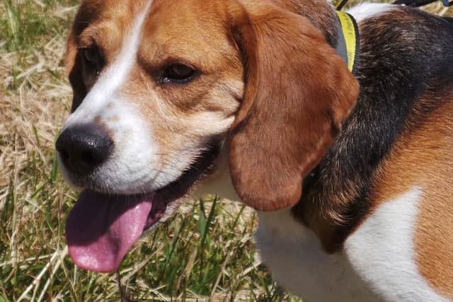Harvey is the centre's only beagle looking to be rehomed at the moment. Image: Emily Mayer