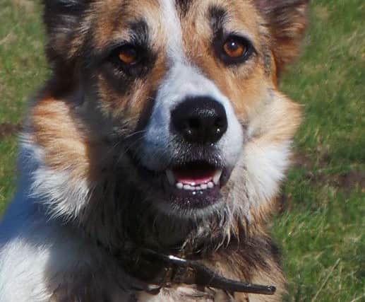 Lucky, a Collie, is also up for adoption from the Glasgow centre. Image: Emily Mayer