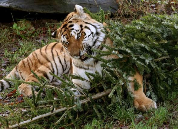 Amur tiger Genghis chews a left over Christmas tree as staff at Blair Drummond Safari Park. Picture: Andrew Milligan/PA