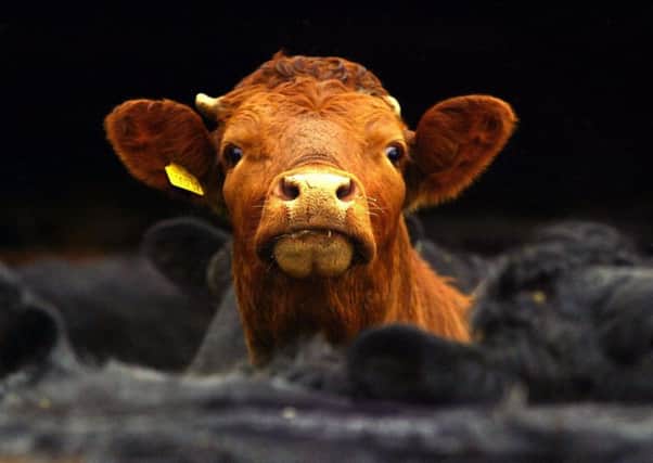 The scheme aims to improve the quality of the nation's beef herd. Picture: David Cheskin/PA Wire
