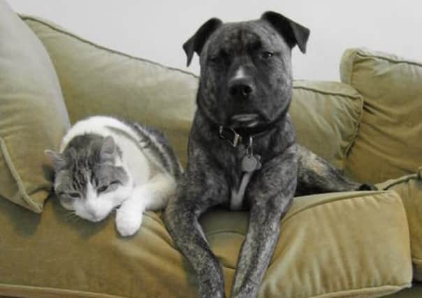 Cats and dogs can absorb harmful smoke in the home - just like humans can