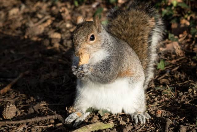 A squirrel eats a nut during sunnier weather