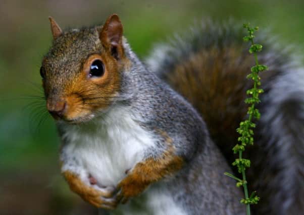 A fluffy grey squirrel has been issued with a death sentence after turning up in a red squirrel-only zone.