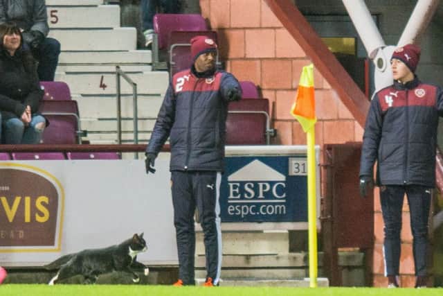 The Hearts' subs, blissfully unaware of the predator ready to pounce. Picture: Ian Georgeson