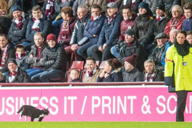 A female steward keeps an eye on the welcomed interloper. Picture: Ian Georgeson