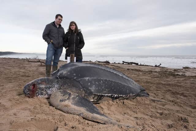Volunteers Joe Hibbs and Isla Smith found the turtle on the Aberdeenshire coast. Picture: Andy Thompson