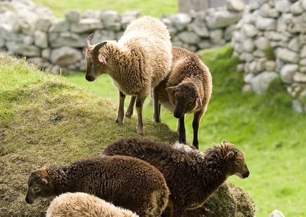 Sheep with higher levels of vitamin D metabolites in their blood at the end of summer went on to have more lambs in the following spring. University of Edinburgh/PA Wire  .