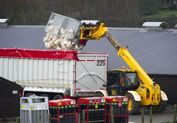 The carcases of slaughtered birds are loaded on to a lorry for disposal during the cull at the Fife farm. Picture: Ian Rutherford