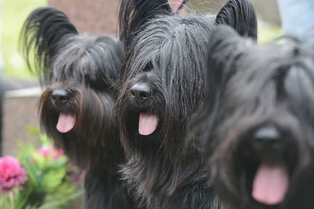 11 Skye Terriers and the owners gathered at Greyfriar Bobby's statue in 2014 to remember the pooch. Picture: Neil Hanna