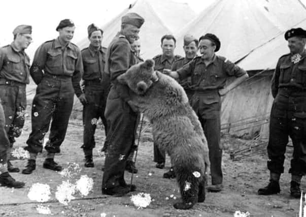 Wojtek the bear carried ammunition for his Polish battle group at some of WWII fiercest battles