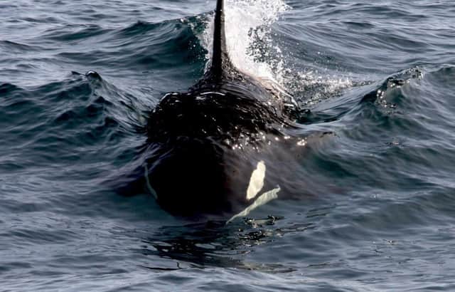 A member of the west coast community of Orcas - the only resident population in British waters