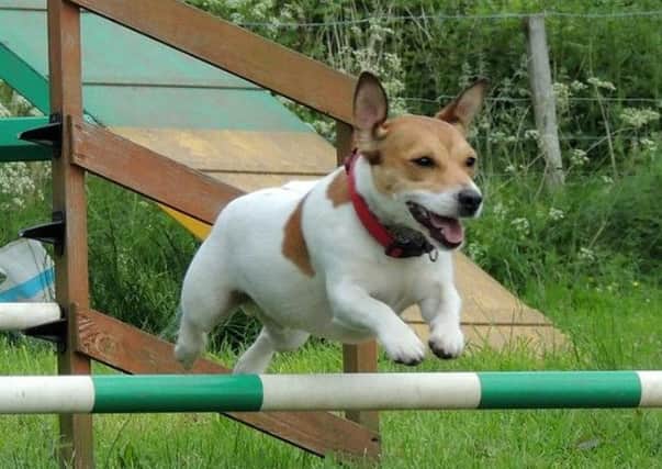 Max of Dog Agility Training Autism. Image: Blair Cochrane