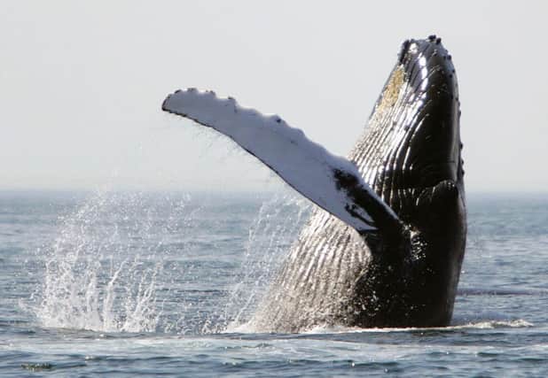 Humpback whales are being spotted here more often. Picture: AP