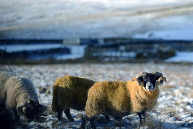 Snowy sheep in the Southern Upland hills. Picture: Hemedia
