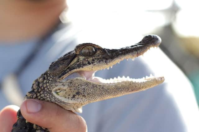 A baby alligator