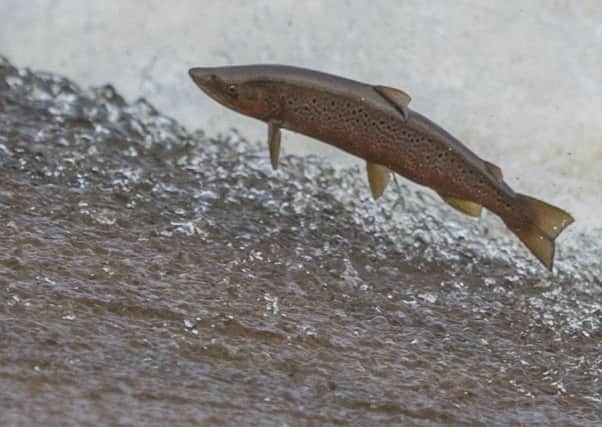 Wild Atlantic salmon have been in decline in recent years. Picture: Phil Wilkinson