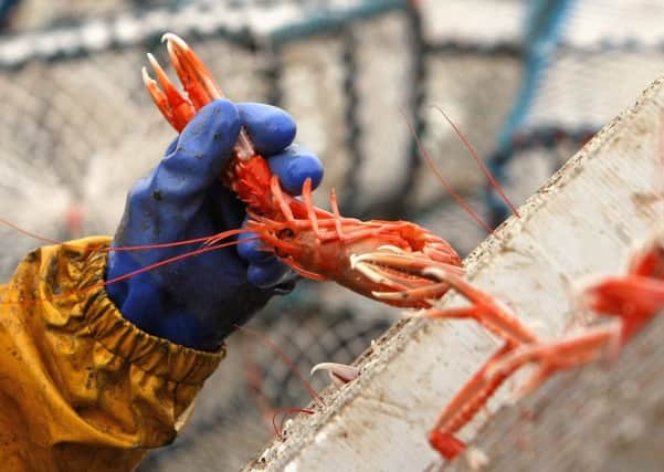 The ban is being phased in in 2016 for key species, such as prawns. Picture: Getty Images