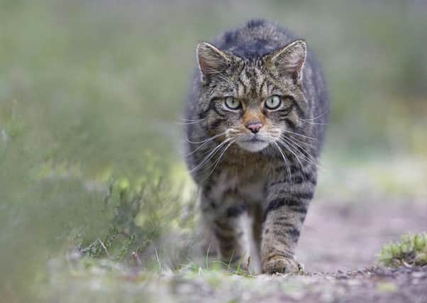 A Scottish wildcat in Cairngorms National Park