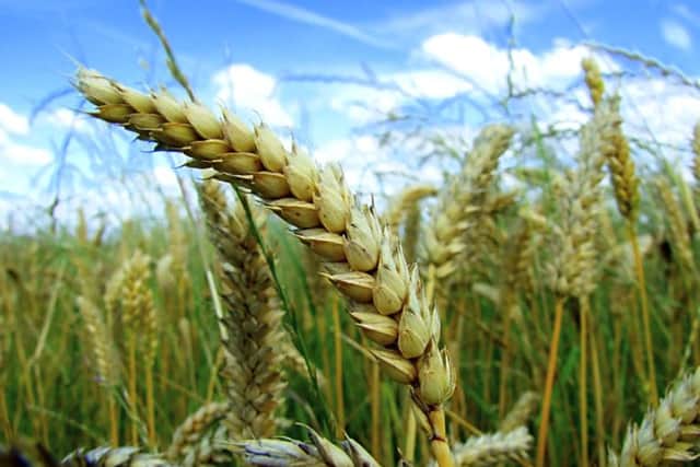 Dr Liz Stockdale said grass-based cereals can establish quickly